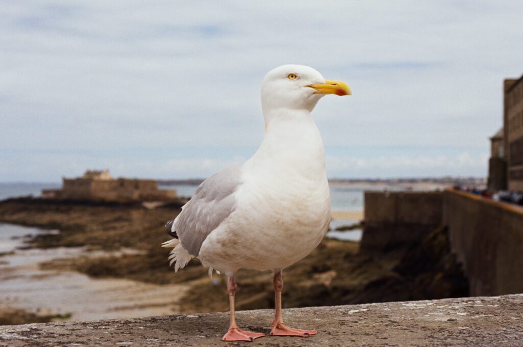Goéland dans la ville de St Malo 